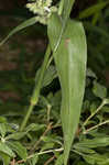 Zigzag spiderwort